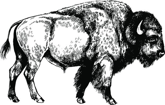Bison Sketch Images – Browse 4,710 Stock Photos, Vectors, and Video