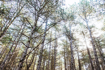 Obraz premium Nadelwald Hornsebos auf der Nordseeinsel Terschelling, Niederlande