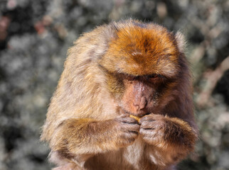 A Barbary Macaque eating a peanut in Morocco