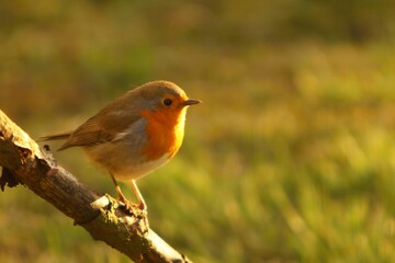 The European Robin (Erithacus rubecula) sitting on the old brown branche.