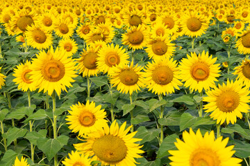 Sunflower field in sunny Tuscany, yellow sea of flowers.