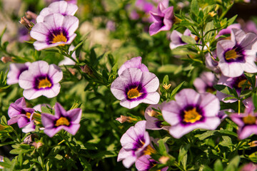 Close up of purple Calibrachoa flowers in a hanging basket, also known as Million Bells or trailing mini petunia.