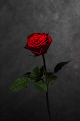 single red rose