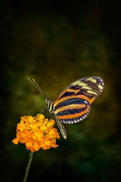 butterfly on flower