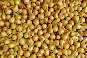 There are a lot of onions in the background for planting in the garden and harvesting.Onion seedlings.The concept of agriculture and gardening, growing and caring for vegetables, flat layout.