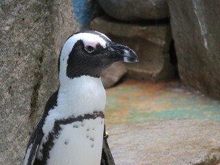 Naklejka premium ケープペンギン