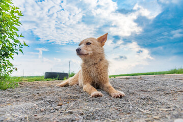 Porter of a sad homeless dog outdoors, close-up.