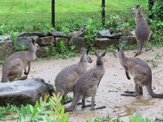 オオカンガルー　群れ