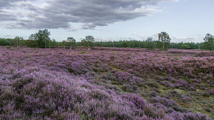 Obraz premium Panorama of the moorland landscape in full bloom in the area of ​​Pijnenburg just behind Paleis Soestdijk in Baarn; Netherlands.