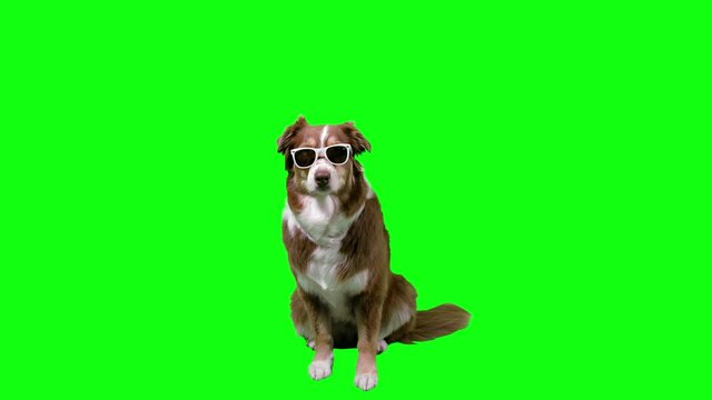 fury dog sitting frontal with white sunglasses, green screen background