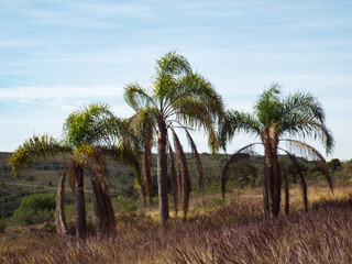 palm trees of blue sky