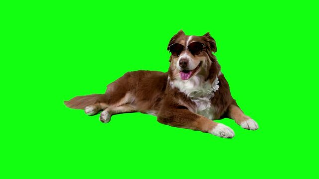 Beautiful dog with Sunglasses lying profile, green screen background