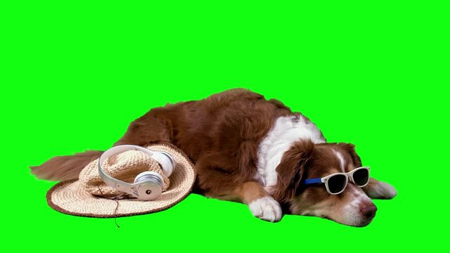 Fury dog lying profile with Sunglasses, inca bucket hat and headphones