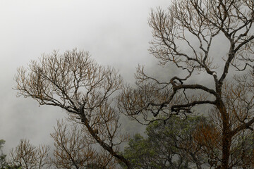 Landscape with beautiful branches of trees against the background of clouds and fog