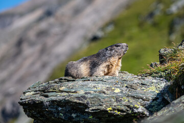 Alpine marmot resting on stone in Hohe tauern National Park late summer