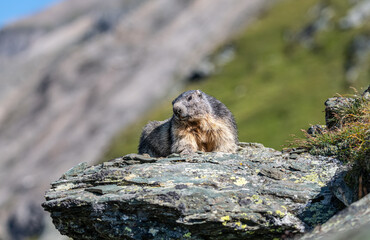Alpine marmot resting on stone in Hohe tauern National Park late summer