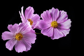 Pink Cosmos flower (Cosmos Bipinnatus) on a black background. Poster.