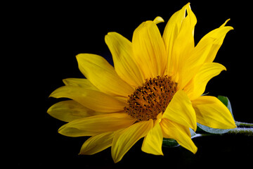 A ripe sunflower with yellow petals and a dark middle on a black background.