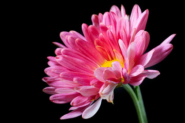 Dark pink chrysanthemum flowers with yellow centers and white tips on the petals on a black background.
