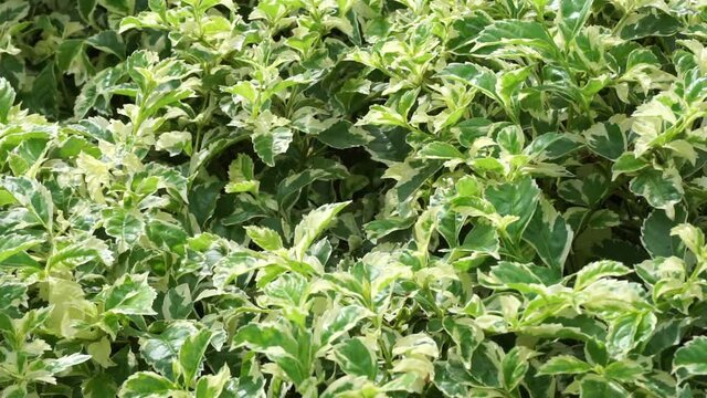 Styrax japonica variegata leaves with a natural background