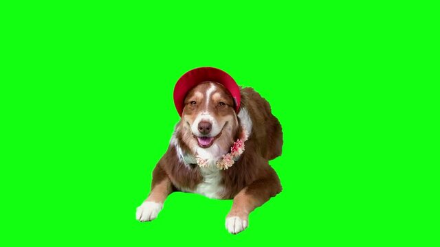 Australian shepherd Dog lying down with silly red hat, green screen background