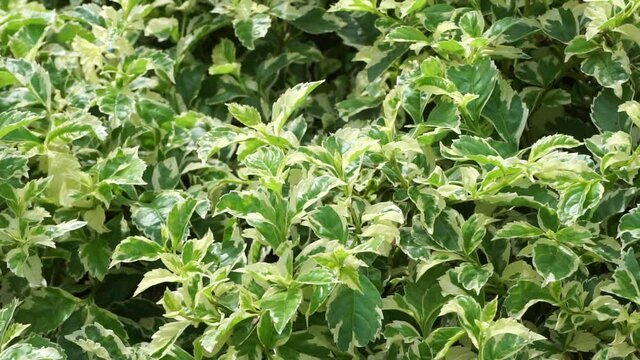 Styrax japonica variegata leaves with a natural background