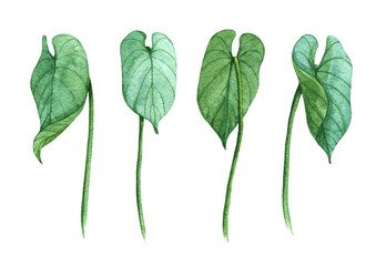 watercolor illustration set anthurium leaves