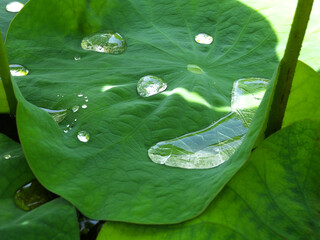 水玉模様