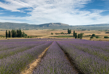 Naklejka na ściany i meble A beautiful lavender field near Murcia. The flowering plants stand in rows. There is a rocky mountain in the background. It's a sunny day with blue skies.