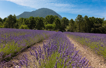 Fototapeta na wymiar A pink lavender field in bloom in Spain in the sunshine. There are trees at the end of the rows. In the background are mountains and a beautiful blue cloudy sky.