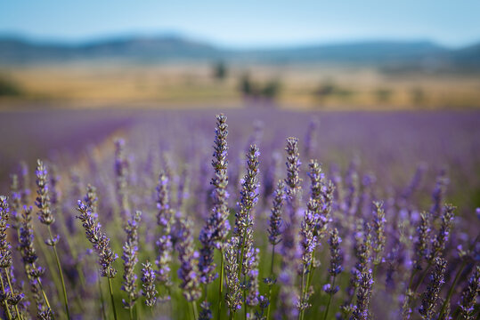 Close up of blooming lavender in a field near Murcia. The background with a mountain and blue sky is out of focus with nice bokeh.