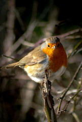 robin on a branch