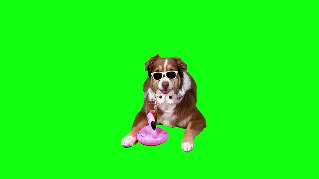 Funny Dog lying down drinking from cocktail glass with straw & sunglasses