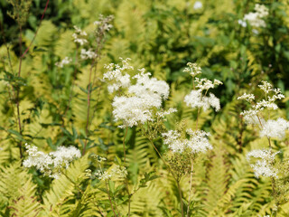 (Filipendula ulmaria) Touffes de reines-des-prés ou belles des près, plante mellifère à floraison odorante blanc crème sur tiges dressées en lisière de forêt