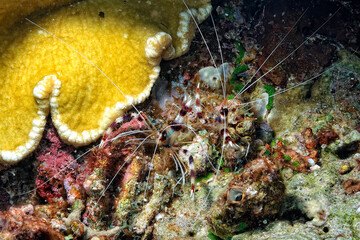 A picture of a banded coral shrimp