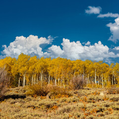 Fototapeta premium Aspen grove at autumn in Rocky Mountains