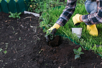 Hand of woman gardener in gloves holds seedling of small apple tree in her hands preparing to plant it in the ground. Tree planting concept