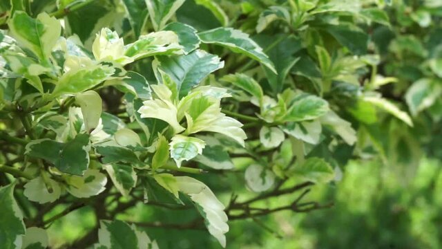 Styrax japonica variegata leaves with a natural background