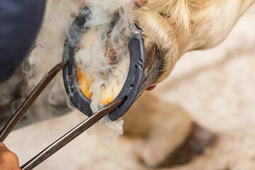 A farrier at work: A blacksmith branding a horseshoe on a horses hoof to adapt it perfectly