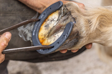 A farrier at work: A blacksmith branding a horseshoe on a horses hoof to adapt it perfectly