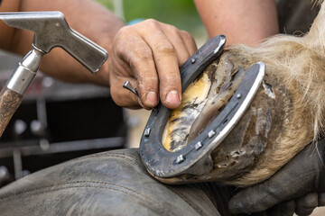A blacksmith at work: A farrier nails a horseshoe on a hoof; nailing a horseshoe-nail - obrazy, fototapety, plakaty