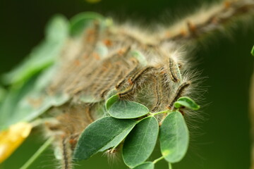 Nature abstract image- growing itching, dragon worms in the leaves. 