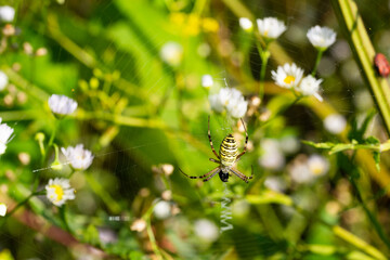 A spider weaved a web in a flowering meadow
