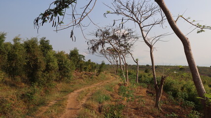 trees in the woods