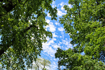 Fototapeta premium branches against sky
