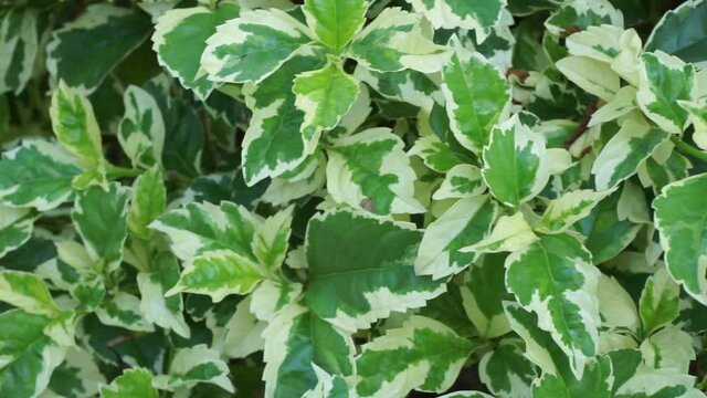Styrax japonica variegata leaves with a natural background