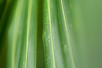 Coconut tree leaves, selective focus image, nature abstract concepts. 