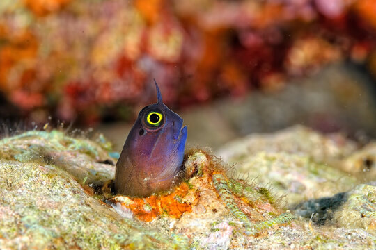 A yellow eyed combtooth blenny