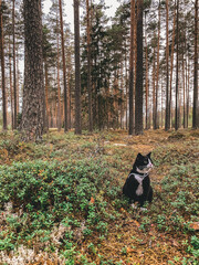 Naklejka na ściany i meble black cat with a white collar in a pine forest in a green blueberry field.