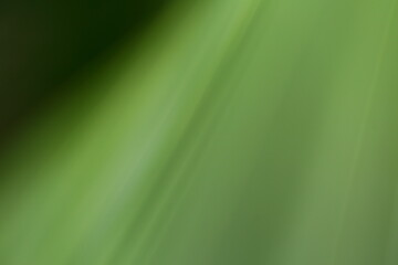 Nature abstract out of focus image with coconut tree leaves.